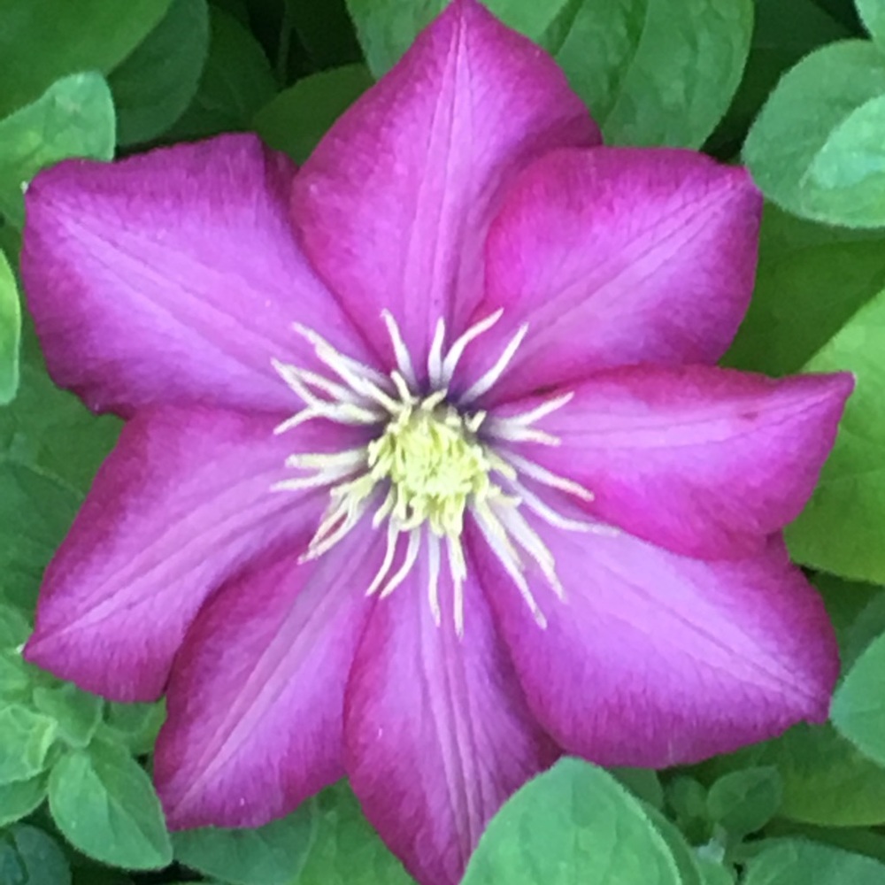 Meet your Posher, Elia